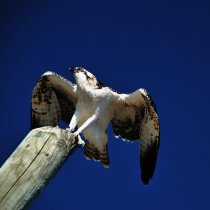 Encuentro con un aguila pescadora